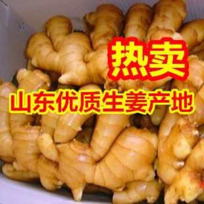 生姜山东大黄姜产地直供，物流配送全国质量好，