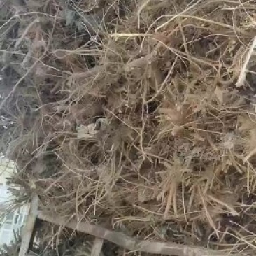 常年供应107速生杨，我村是速生杨基地，种植面积上万亩。