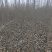 常年供应107速生杨，我村是速生杨基地，种植面积上万亩。