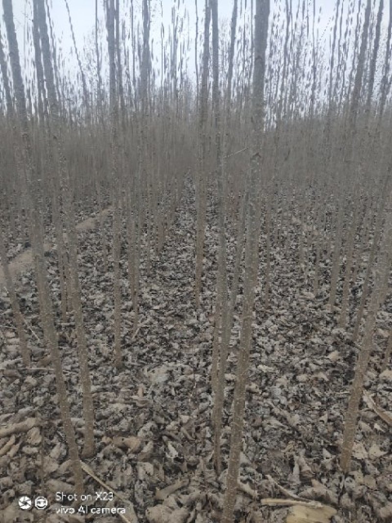 常年供应107速生杨，我村是速生杨基地，种植面积上万亩。