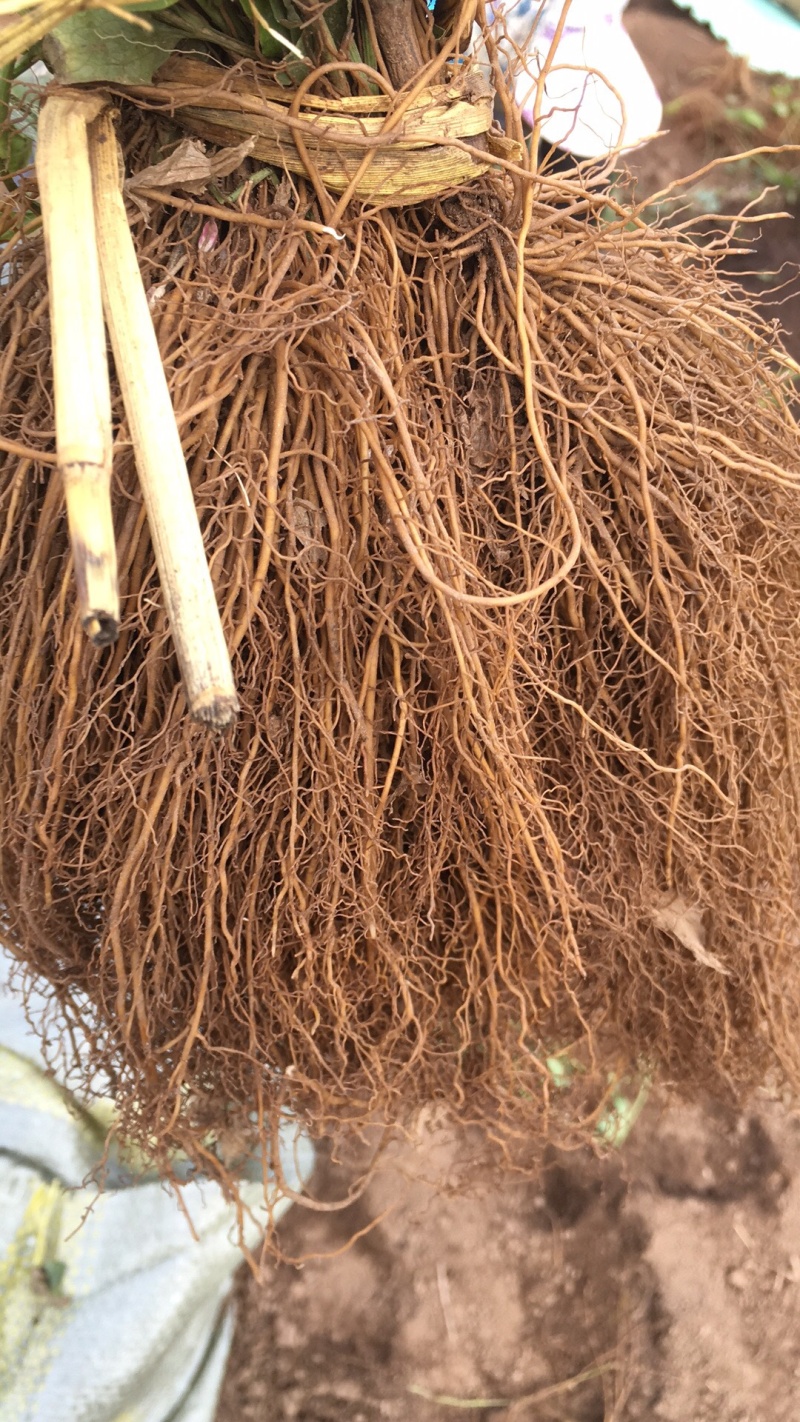 威灵仙种苗，药材基地出品，可来考察