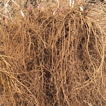 威灵仙种苗，药材基地出品，可来考察