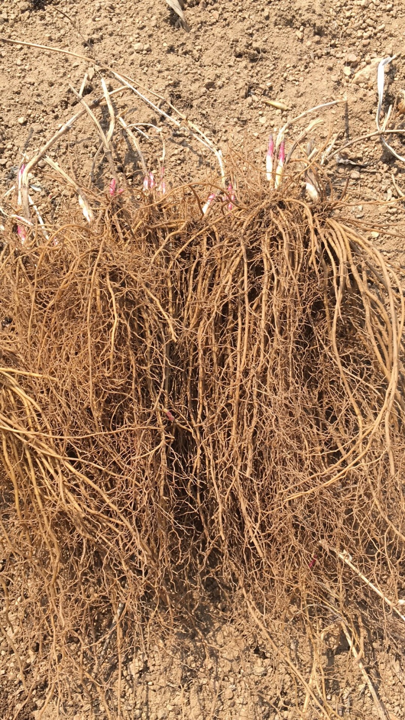威灵仙种苗，药材基地出品，可来考察