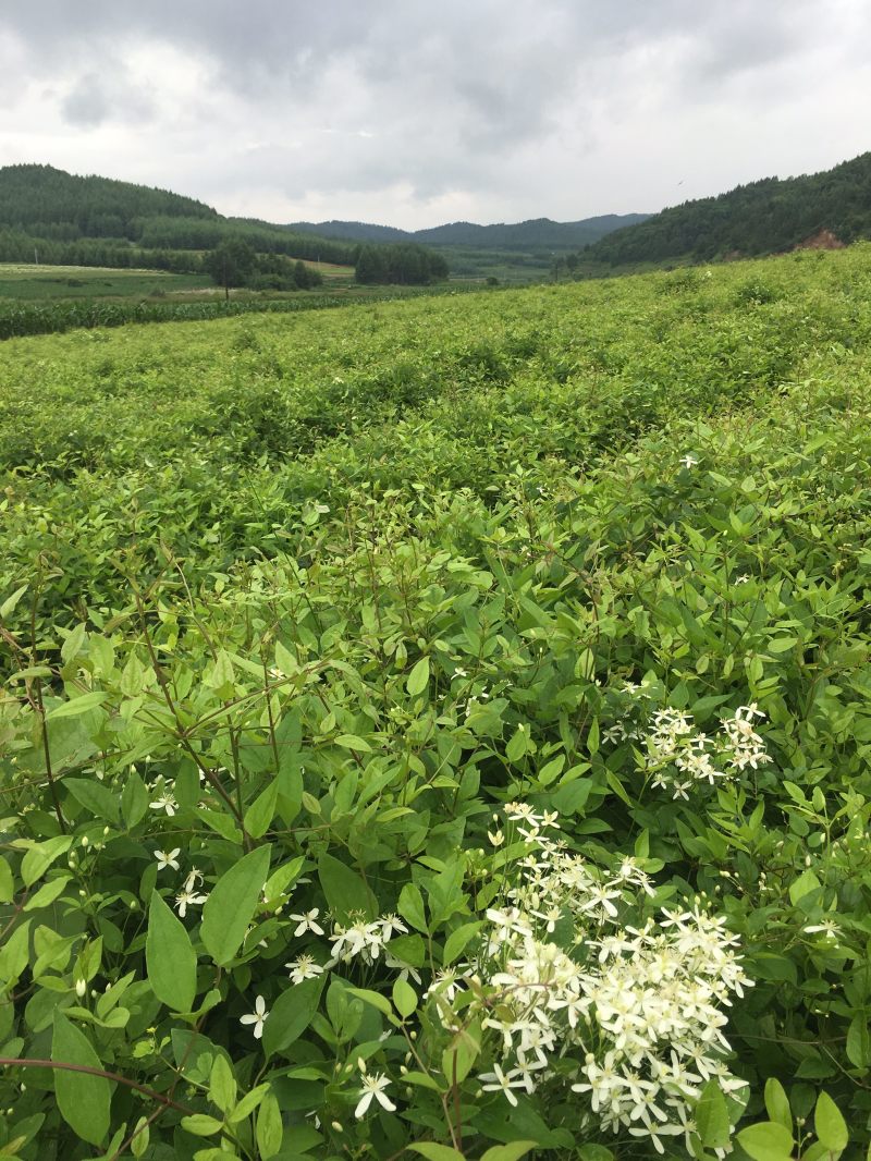 威灵仙种苗，药材基地出品，可来考察