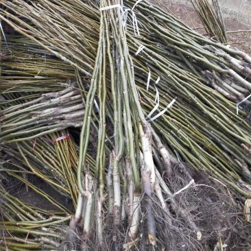 黄冠梨，秋月梨，丰源红杏，各种桃苗，大量供应馆陶县众康果
