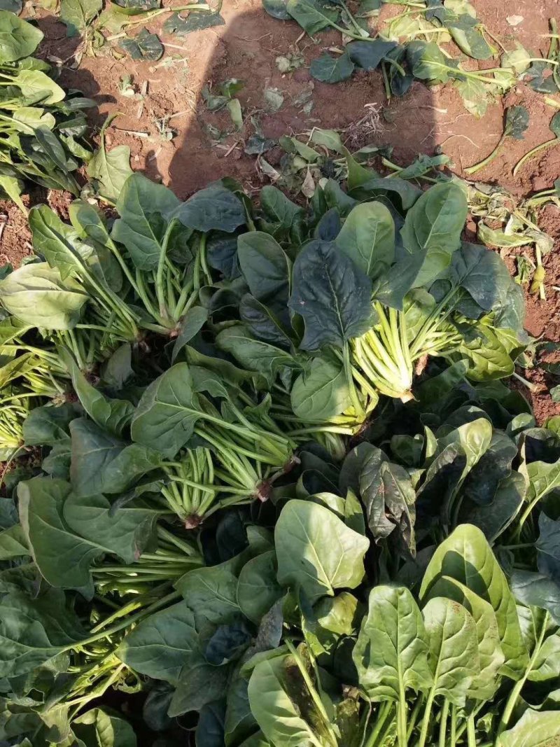 河南大叶菠菜大量有货，电商市场商超打捆装箱装车，欢迎选