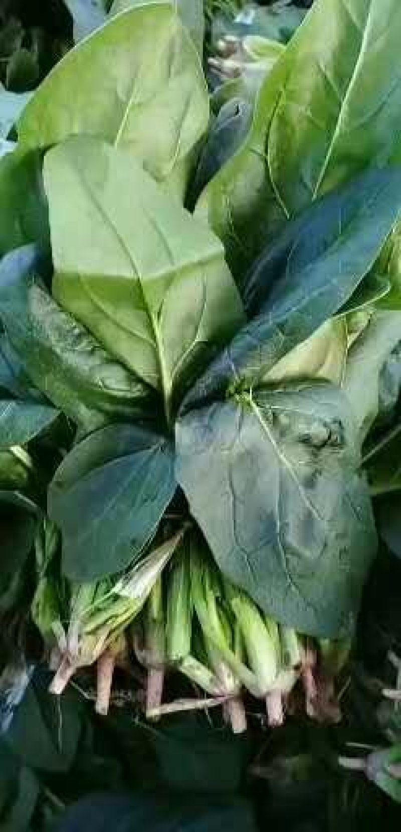 河南大叶菠菜大量有货，电商市场商超打捆装箱装车，欢迎选