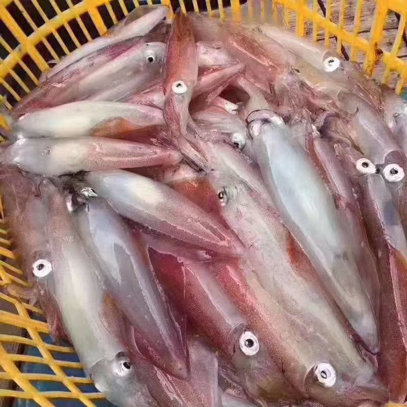 活冻鱿鱼