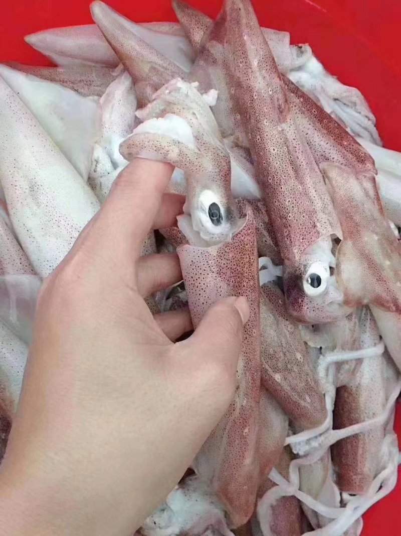 活冻鱿鱼