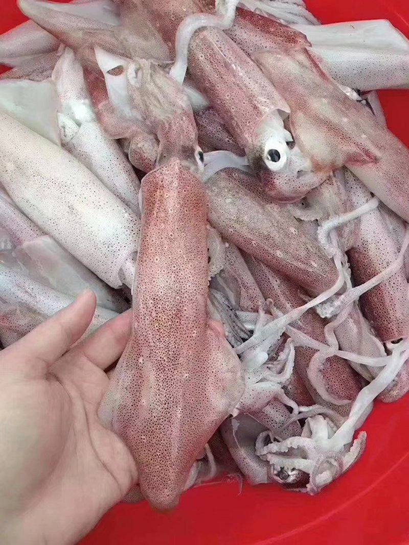 活冻鱿鱼