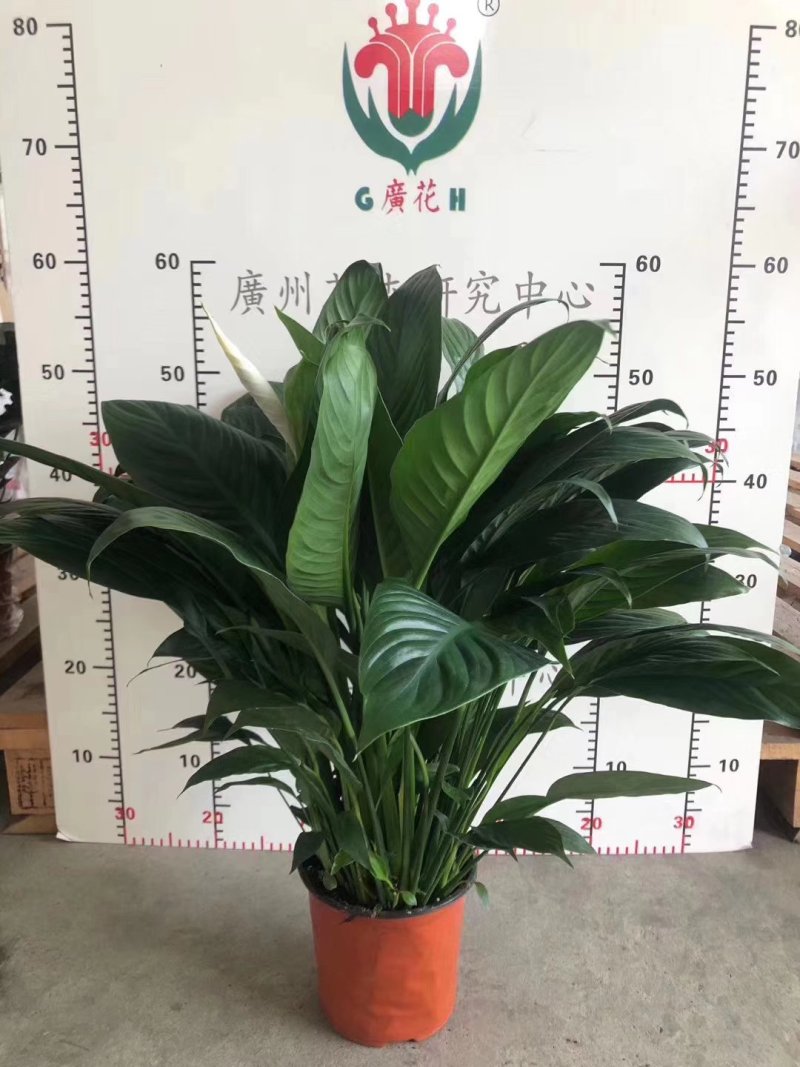 白掌绿植盆栽