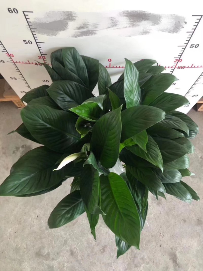 白掌绿植盆栽