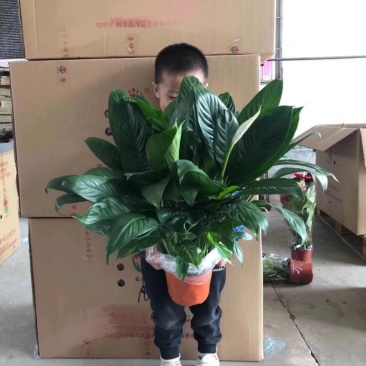 白掌绿植盆栽