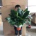 白掌绿植盆栽