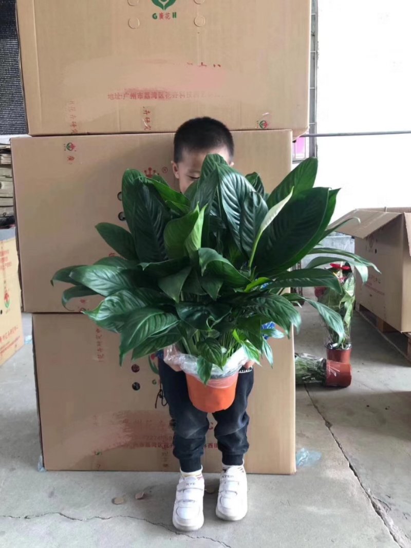 白掌绿植盆栽