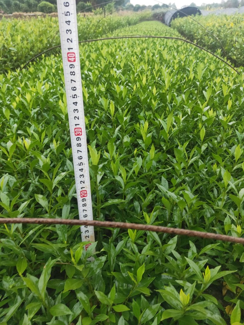 大量供应小叶栀子地被色块苗低价批发销售天诚苗圃