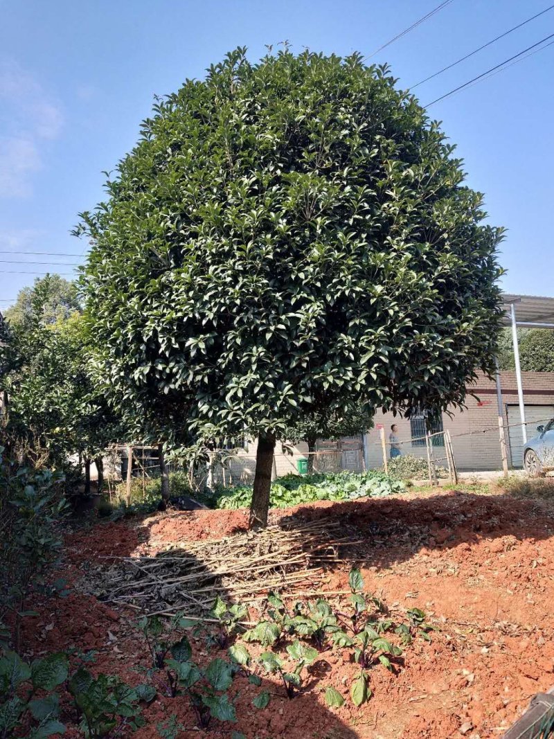 庭院精选湖南桂花丹桂八月桂基地直销天诚苗圃