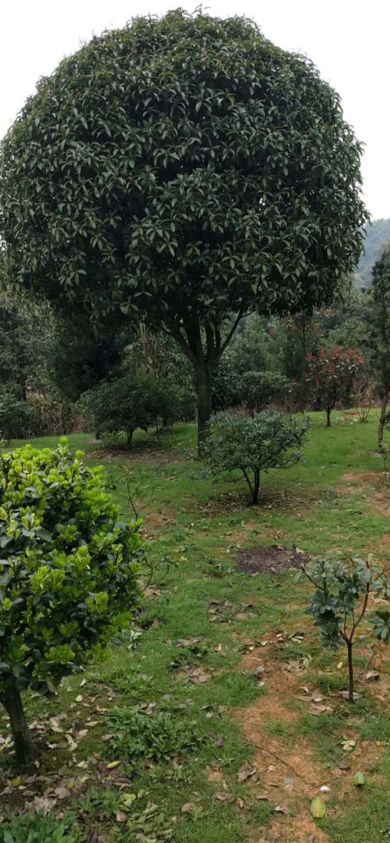 庭院精选湖南桂花丹桂八月桂基地直销天诚苗圃