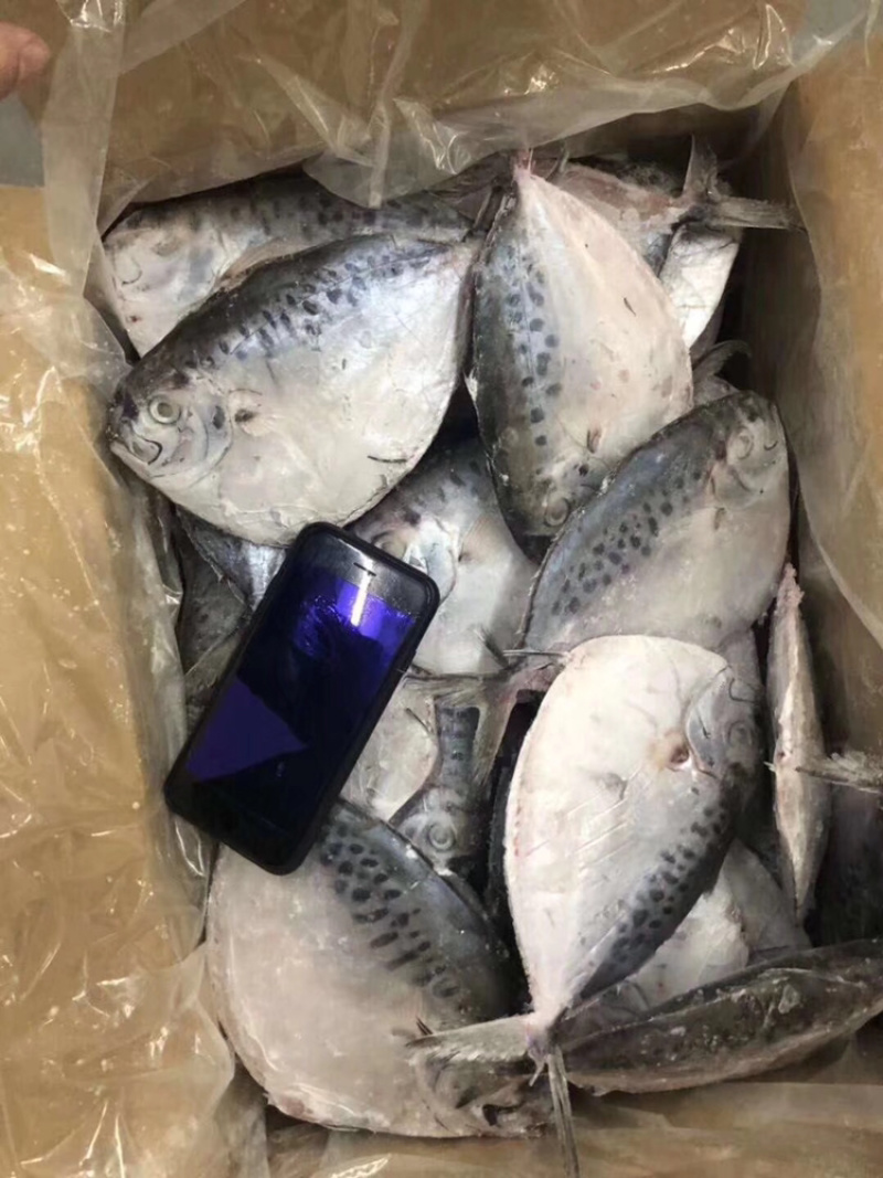 刀昌鱼
