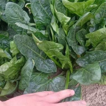 基地菠菜专供脱水厂