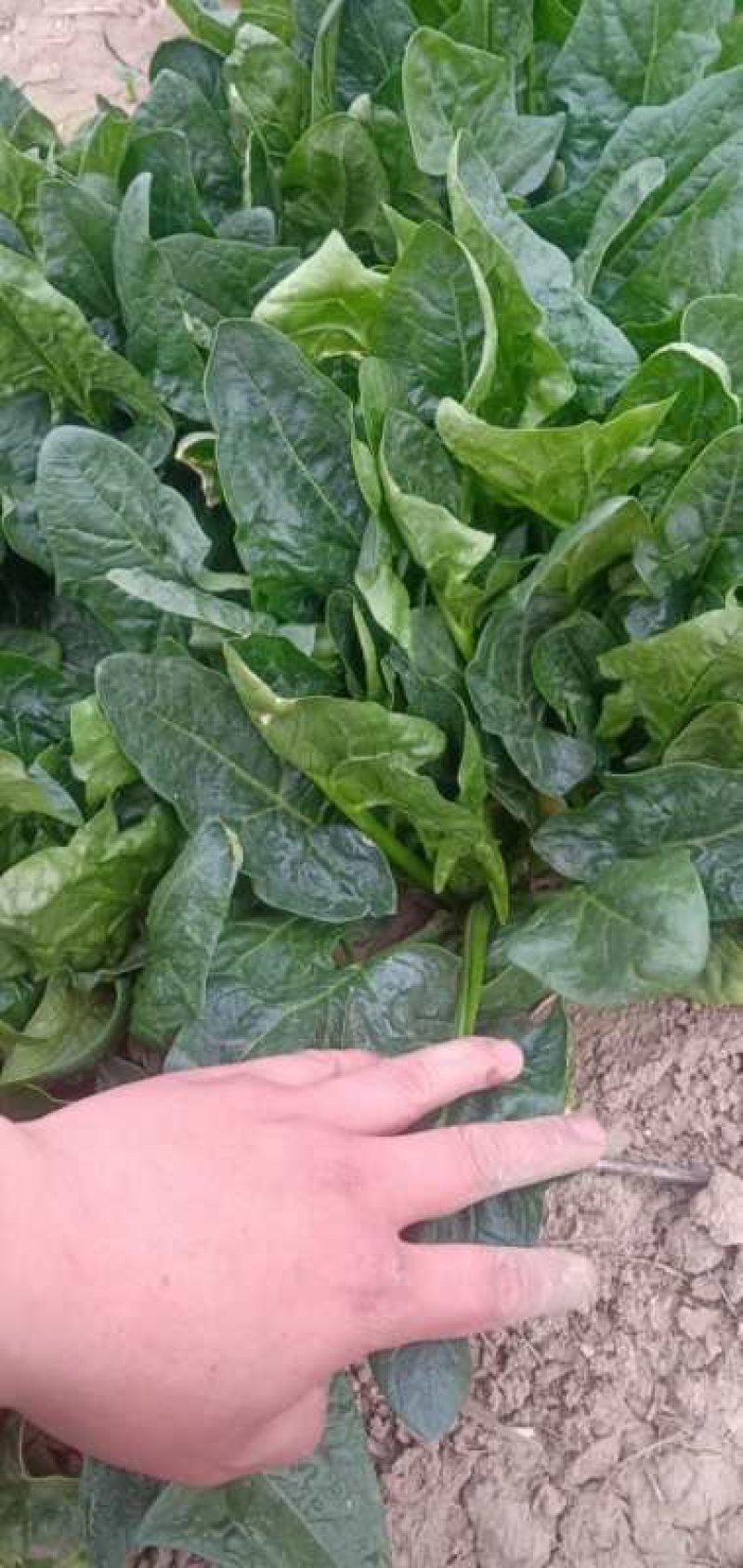 基地菠菜专供脱水厂