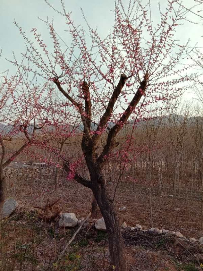 造型，古桩梅花，基地培育杏树嫁接的，欢迎来实地考察订购