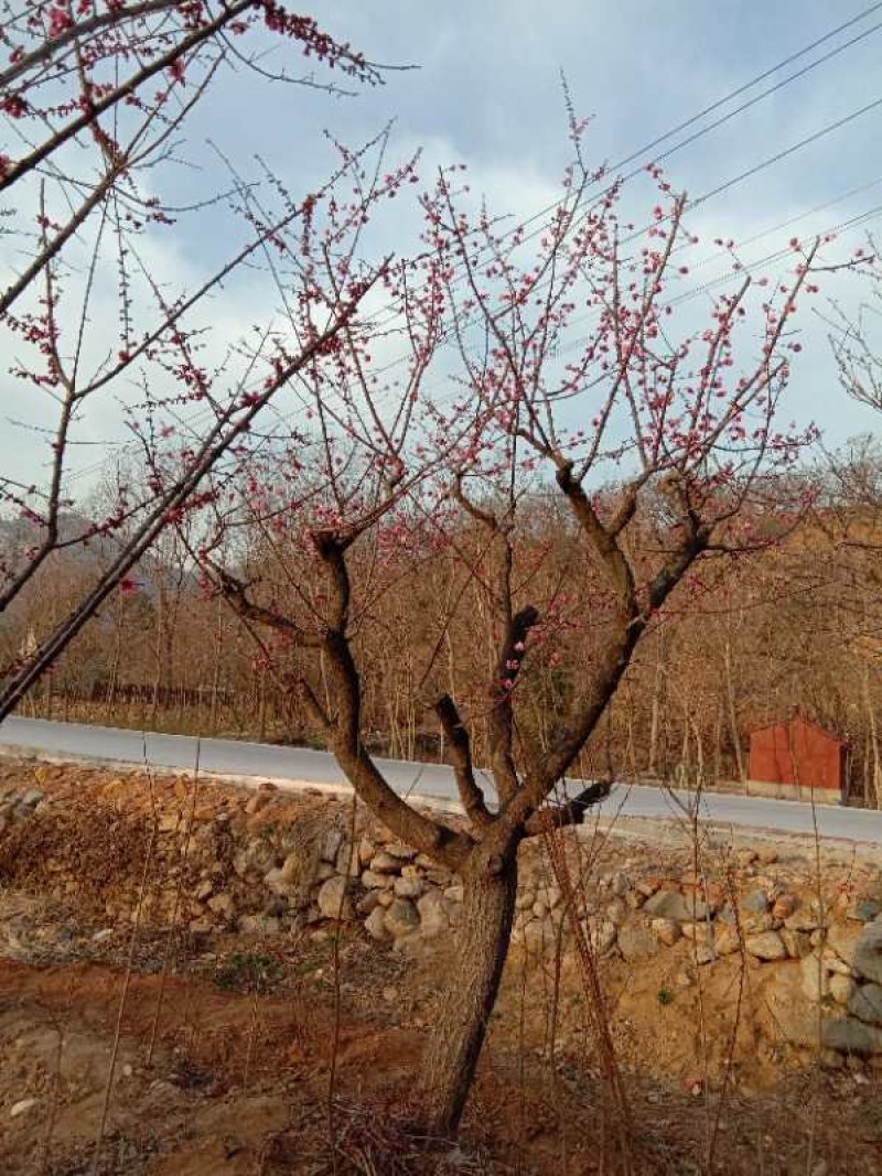 造型，古桩梅花，基地培育杏树嫁接的，欢迎来实地考察订购