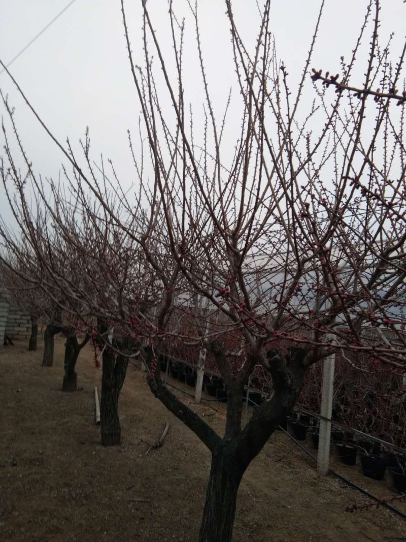 造型，古桩梅花，基地培育杏树嫁接的，欢迎来实地考察订购