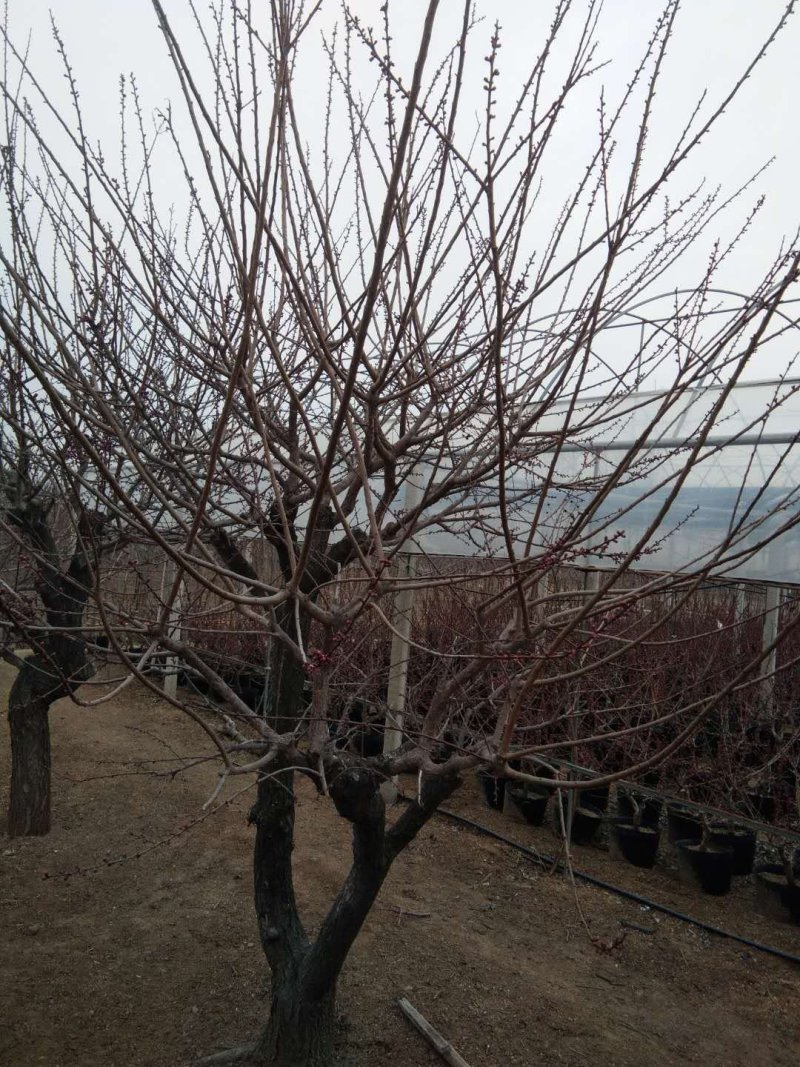 造型，古桩梅花，基地培育杏树嫁接的，欢迎来实地考察订购
