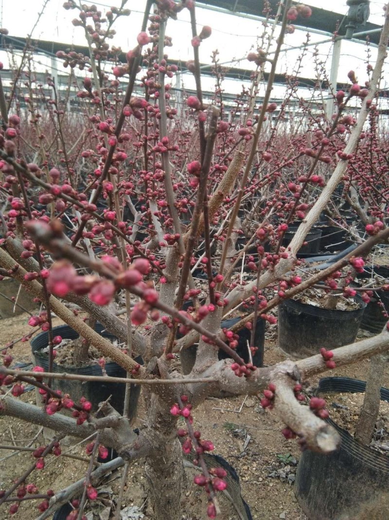 造型，古桩梅花，基地培育杏树嫁接的，欢迎来实地考察订购