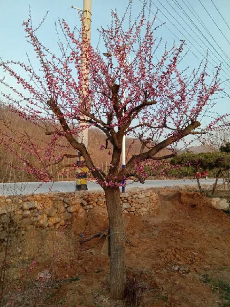 造型，古桩梅花，基地培育杏树嫁接的，欢迎来实地考察订购