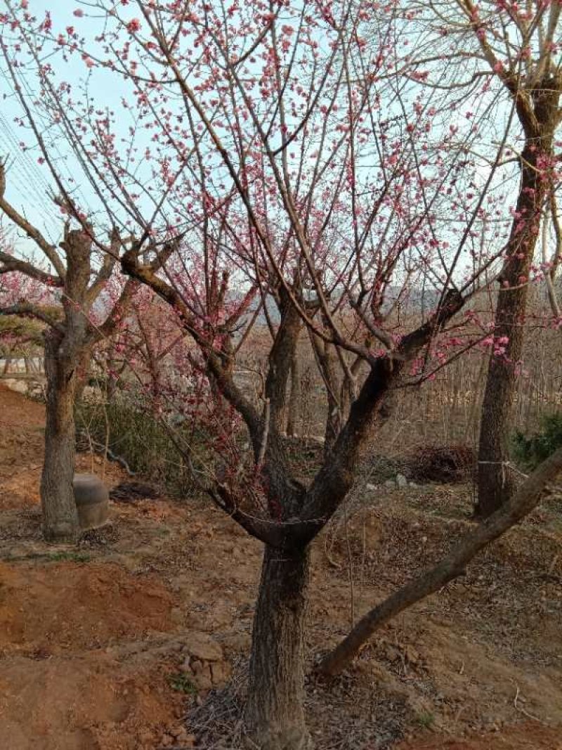 造型，古桩梅花，基地培育杏树嫁接的，欢迎来实地考察订购