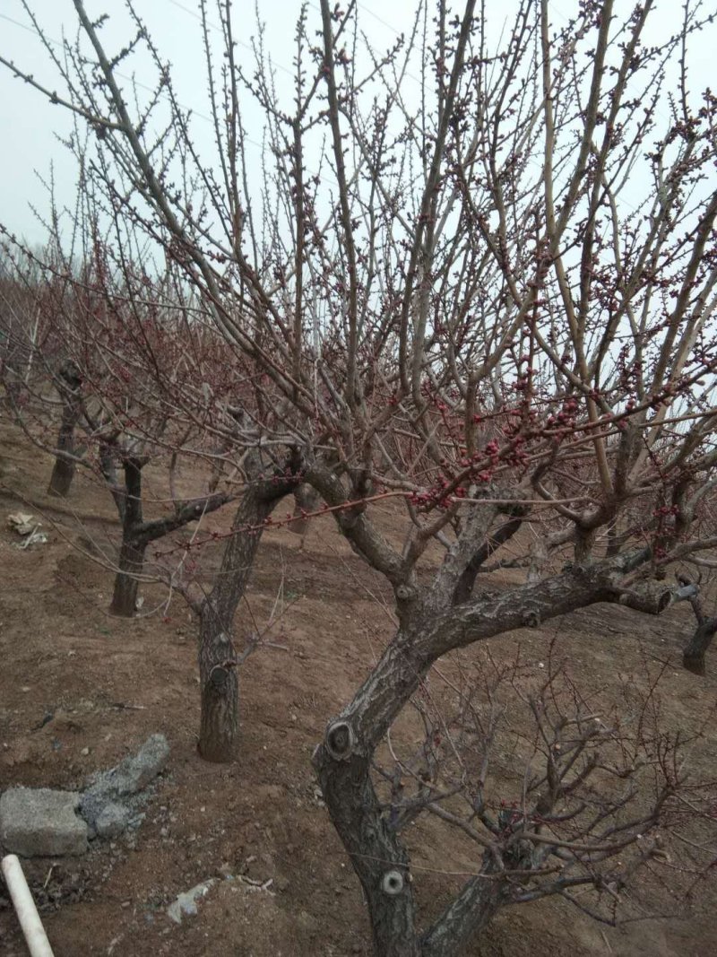 造型，古桩梅花，基地培育杏树嫁接的，欢迎来实地考察订购