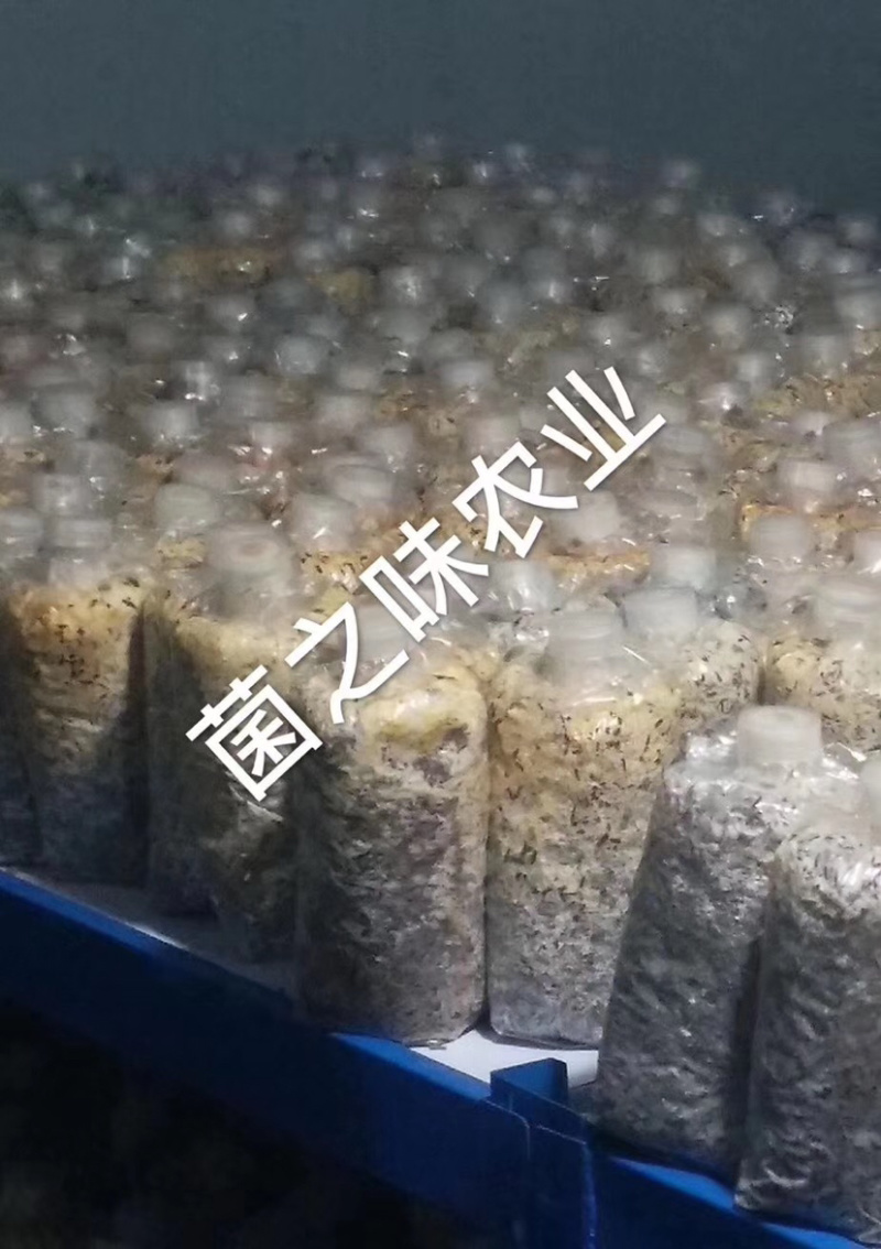 羊肚菌栽培袋出菇袋量大从优