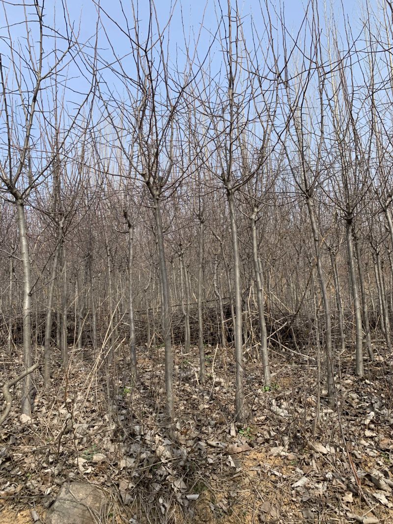山东临沂出售占地海棠，北美海棠，各种海棠