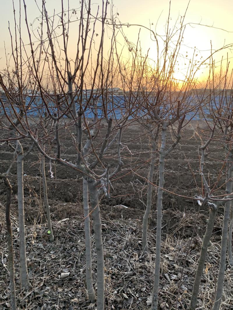 山东临沂出售占地海棠，北美海棠，各种海棠