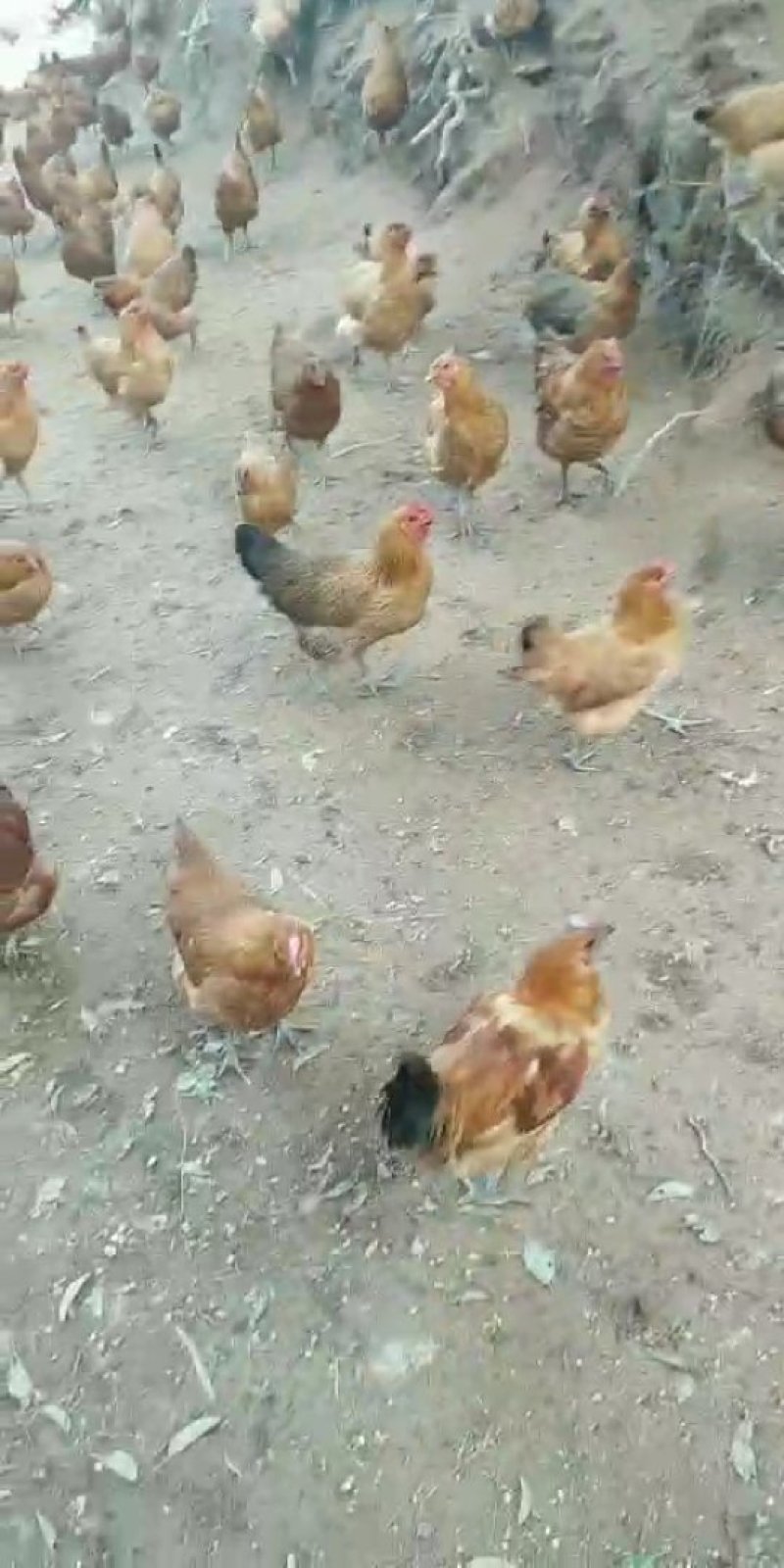 麻羽绿壳蛋鸡