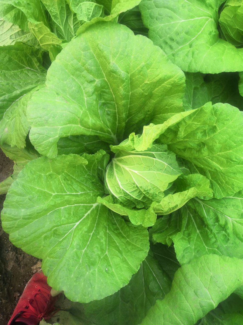 黄心白菜（菊锦可包棵，视频看货，产地直发，一手货源）