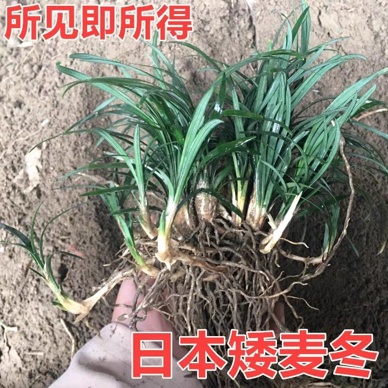 矮麦冬，玉龙草，花园植物四季常青金边麦冬，庭院别墅绿化