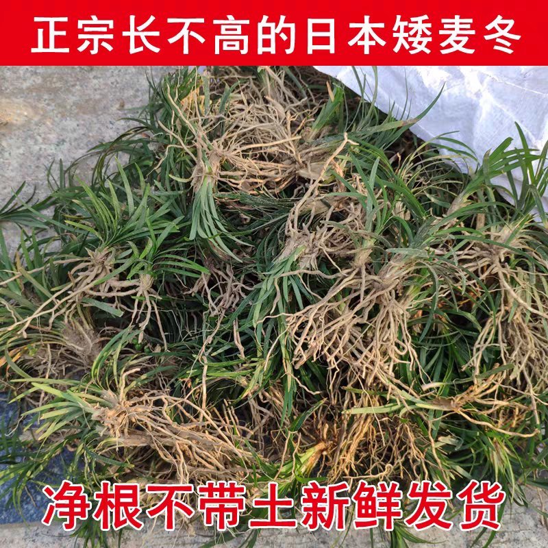 矮麦冬，玉龙草，花园植物四季常青金边麦冬，庭院别墅绿化