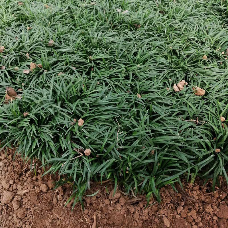 矮麦冬，玉龙草，花园植物四季常青金边麦冬，庭院别墅绿化