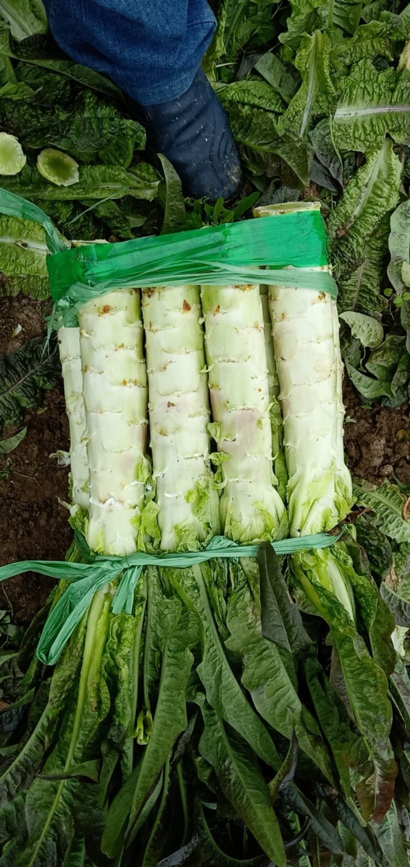红叶香莴苣
