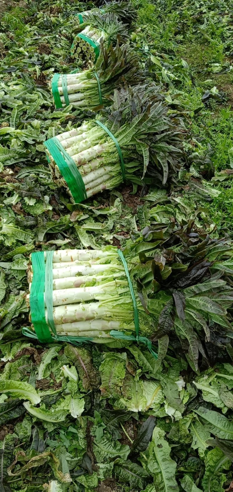 红叶香莴苣