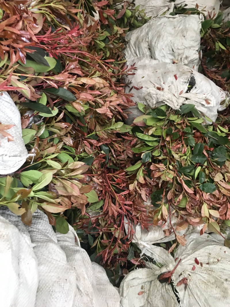 红叶石楠苗红叶石楠小杯苗红叶石楠大杯苗带土杯装出去