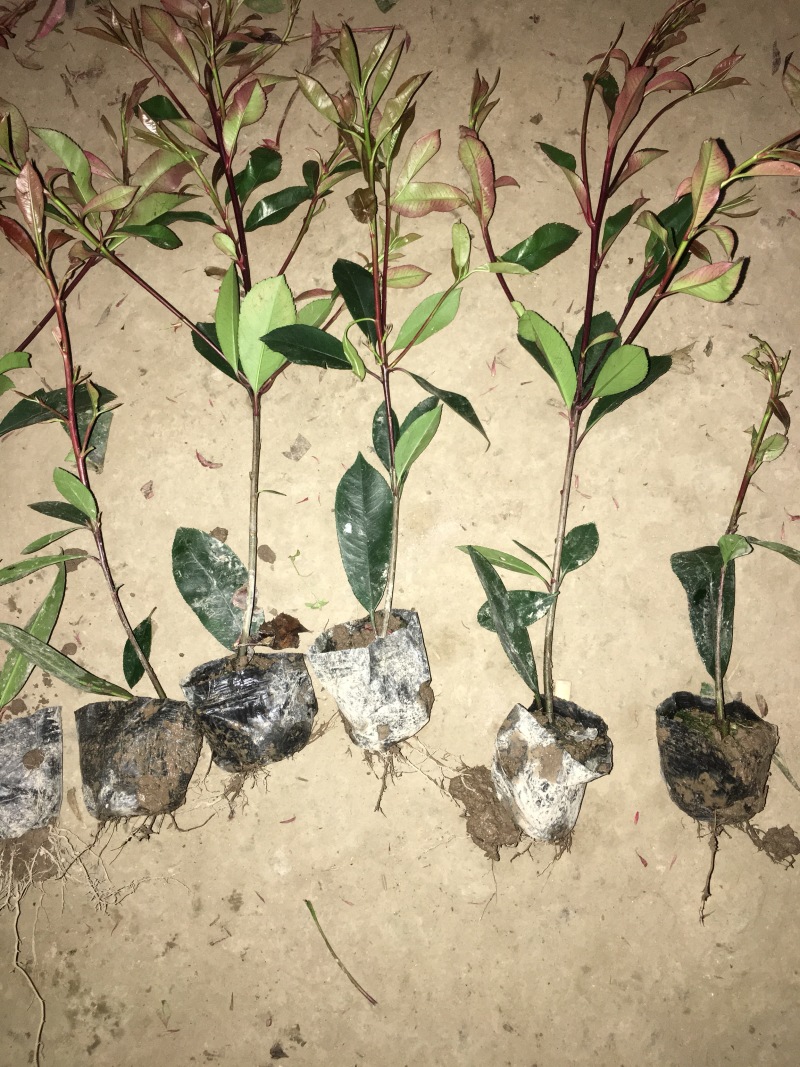 红叶石楠苗红叶石楠小杯苗红叶石楠大杯苗带土杯装出去