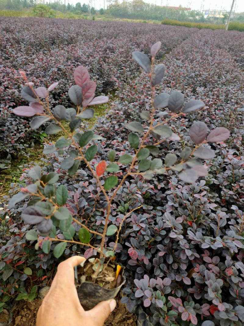 河南红花继木，红花继木，双面红，红继木，红花继木苗，继木