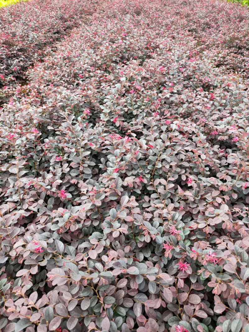 河南红花继木，红花继木，双面红，红继木，红花继木苗，继木