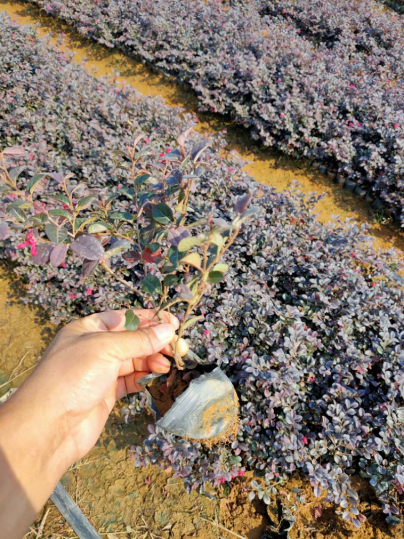 河南红花继木，红花继木，双面红，红继木，红花继木苗，继木