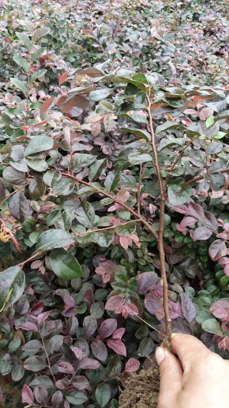 河南红花继木，红花继木，双面红，红继木，红花继木苗，继木
