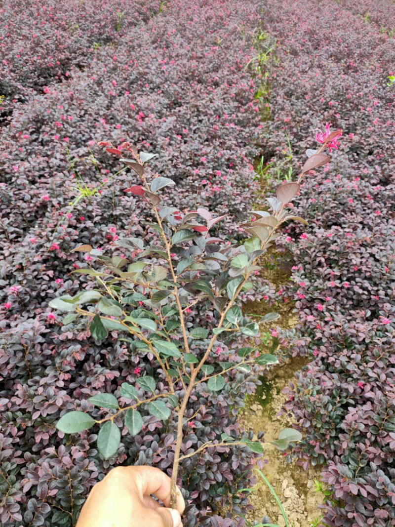 河南红花继木，红花继木，双面红，红继木，红花继木苗，继木